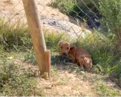 Some Kids Stole A Puppy And Dumped Her On A Mountain