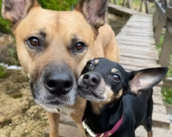 An Encouraging Chihuahua Teaches A Brother With Special Needs To Walk