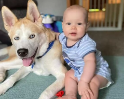 Dog Seen Every Night Checking On His Baby Brother On Nanny Cam