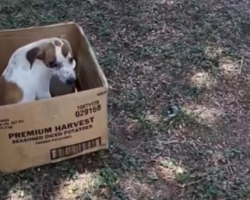 Dog Refuses To Leave From Cardboard Box Where Her Owner Left Her In