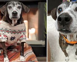 An Older Dog From A Shelter With A Painful Skin Condition Now Enjoys Spa Days In A New Home