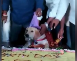 Man Invites 4,000 Guests To A Grandiose Party For His Pet Dog