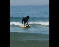 Owner Of A Surfing Dog Shares The Touching Story Of How It All Happened
