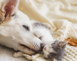 In A Heartwarming Video, A Dog Helps Heal An Abandoned Kitten