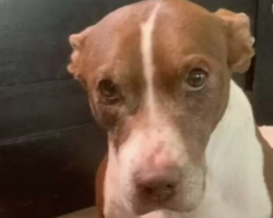 The Most Heartwarming Surprise Goes To The Dog Who “Almost Died From Broken Heart”