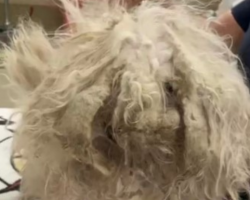 The Cutest Face Is Revealed After A Makeover For A Matted Rescue Dog