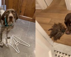 Mom Things Are Brought By Dog When He Thinks She Might Need It While In The Shower