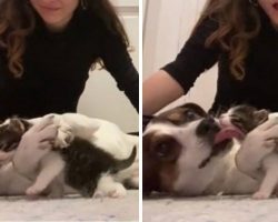 Dog Welcomes New Kitten Sibling With Hugs And Kisses