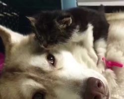 The foster kitty was scared her first night at home, but then she met the dog