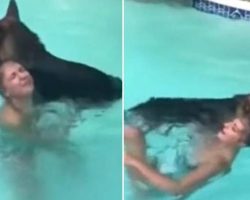 German Shepherd Rushes Into The Pool To Save The Pet Mother When He Senses Trouble