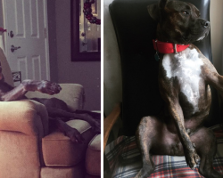 22 Dogs Who Sit As If They’re Humans Because They’re Just Trying To Fit In