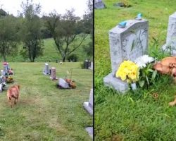 Puppy Knows Exactly Where Grandma’s Gravestone Is