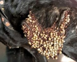 Dog’s Ears And Eyes Are Covered In Strange Bumps, Medical Team Rushes To Save Her Life