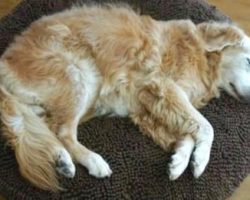 Strange Dog Plops Down In A Woman’s House With A Note On His Collar