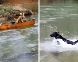 Dog Jumps Into The Water After Hearing His Siblings Screaming From A Drifting Canoe