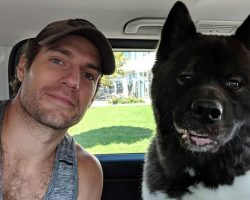 Superman actor Henry Cavill says his pet dog ‘saved’ him from mental health struggles