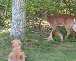 Deer Stares Down Family Dog, Allows Him To Approach For Shenanigans