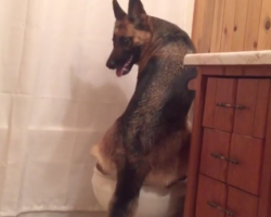 German Shepherd Goes Into Bathroom, Gives New Meaning To Being Housebroken