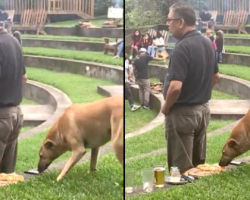 Unsuspecting Man Has Half Of His Pizza Stolen By Sneaky Dog