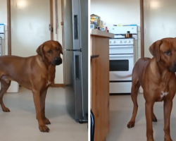 When Mom Gets The Nail Clippers Out, The Gentle Giant Says ‘No’