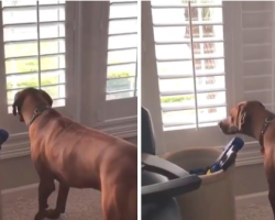 Dog Values His Privacy, Closes All Of The Blinds Every Day