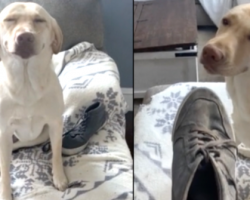 Lab Has No Regrets After Chewing Up Mom’s Shoe