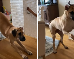 Great Dane Wakes Up Every Day And Gets Right Into His Morning Routine