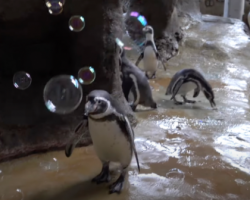 Playful Penguins Have Some Fun Waddling Around Popping Bubbles