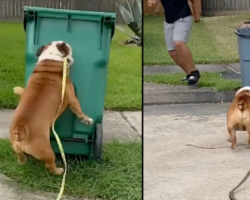 Charlie The Bulldog Terrorizes The Neighborhood By Knocking Over Trash Cans