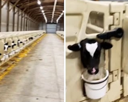 Farmer Greets The Cows Every Morning, And They Greet Him Back