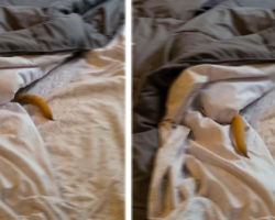 Dog’s Happy Tail Gives Away His Position During Game Of Hide And Seek