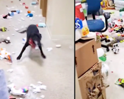 Shelter Dog Breaks Out Of His Kennel At Night And Throws A Party