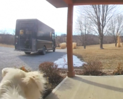 Delivery Guy Drops Off A Package, And The Dog ‘Signs’ For It