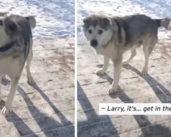 Mom And Dad Tell The Husky To Get Inside, And He Pitches A Fit