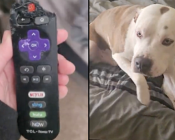One Of The Dogs Just Chewed Up The Remote, So Mom Confronts Them