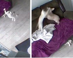 Camera Shows Dad What The Dog And Cat Do When Left Home Alone