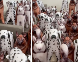 There’s A Real Dog Hiding Among All Of The Fake Ones