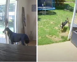 Dog’s Great Escape Is Caught On House’s Indoor And Outdoor Cameras