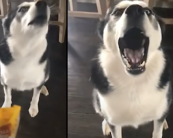 Husky Is Scolded For The Mess On The Floor, So He Lashes Out Like A Child