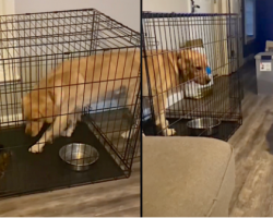 Cat Tricks Dog Into The Crate For Some Alone Time With Mom