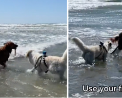 Dog Who’s Scared Of Fetching In The Waves Has A Friend For That