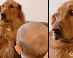 Golden Retriever Can’t Stop Giving His Newborn Sister The Side Eye