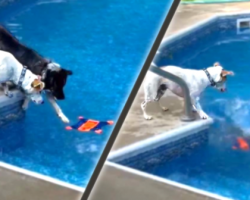 Two Dogs Drop A Toy In The Pool, But Teamwork Isn’t Their Forte
