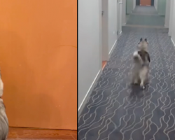 Dog Sprints Down The Hall Every Day To See Her Best Friend