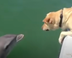 Dog Meets A Dolphin And Tries Talking To It