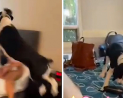 Dog Spends His First Night In A Hotel, Jumps On The Beds