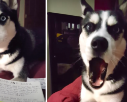 Mom’s Trying To Study, But A Husky’s Gonna Husky