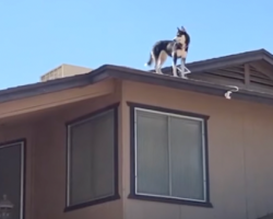 Talk Of The Town; Husky Acts As Neighborhood Watchdog