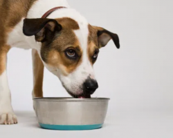 Got a Messy Eater/Drinker? This Genius Product Will Keep Your Floors Spotless!