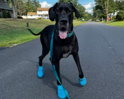 Giant Dog Is Absolutely Obsessed With Wearing ‘Crocs’